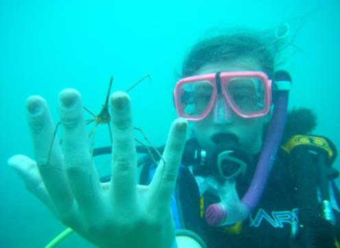 Albert the Arrow head crab