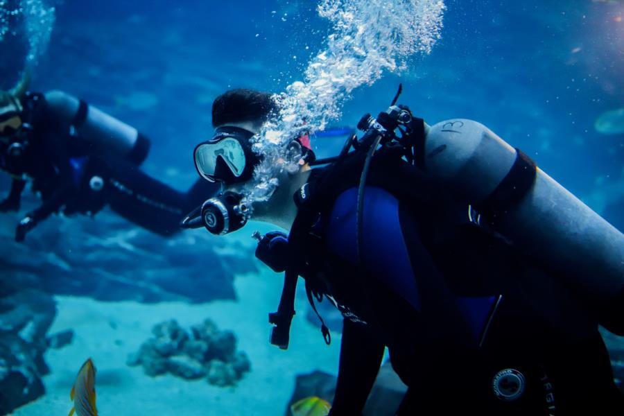 Diving the Georgia Aquarium