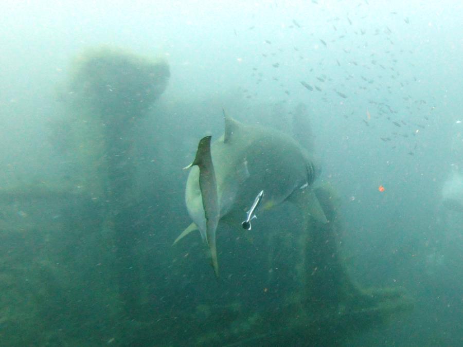 Sandtiger Sharks