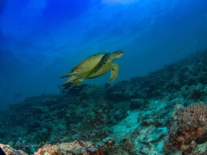 Diving Maldives