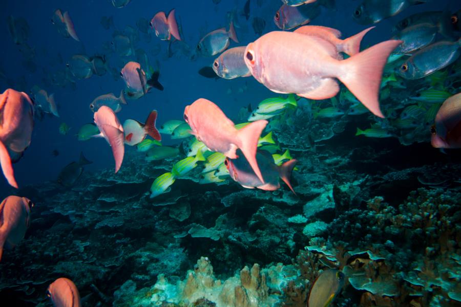 Troys Coral Head Fish