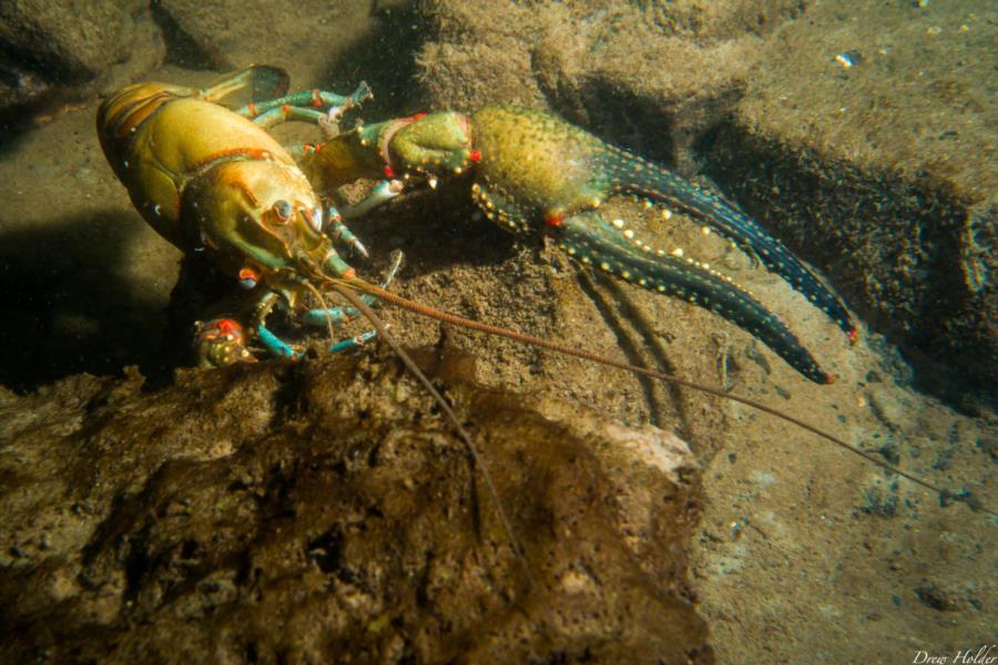 Table Rock Lake Crawfish