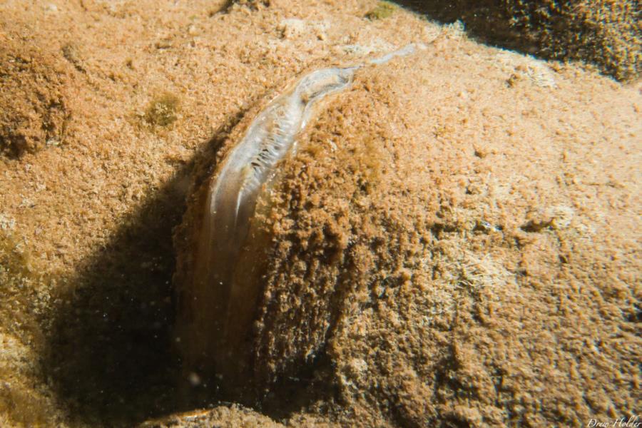 Table Rock Lake Live Mussel