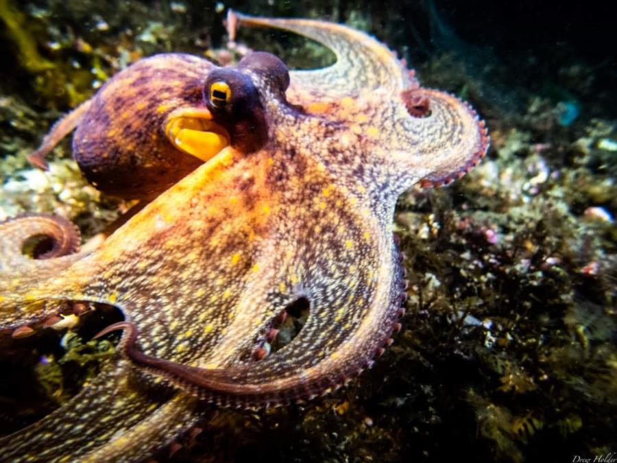 Korean Octopus