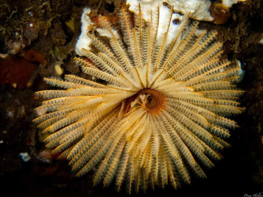 Tube worm