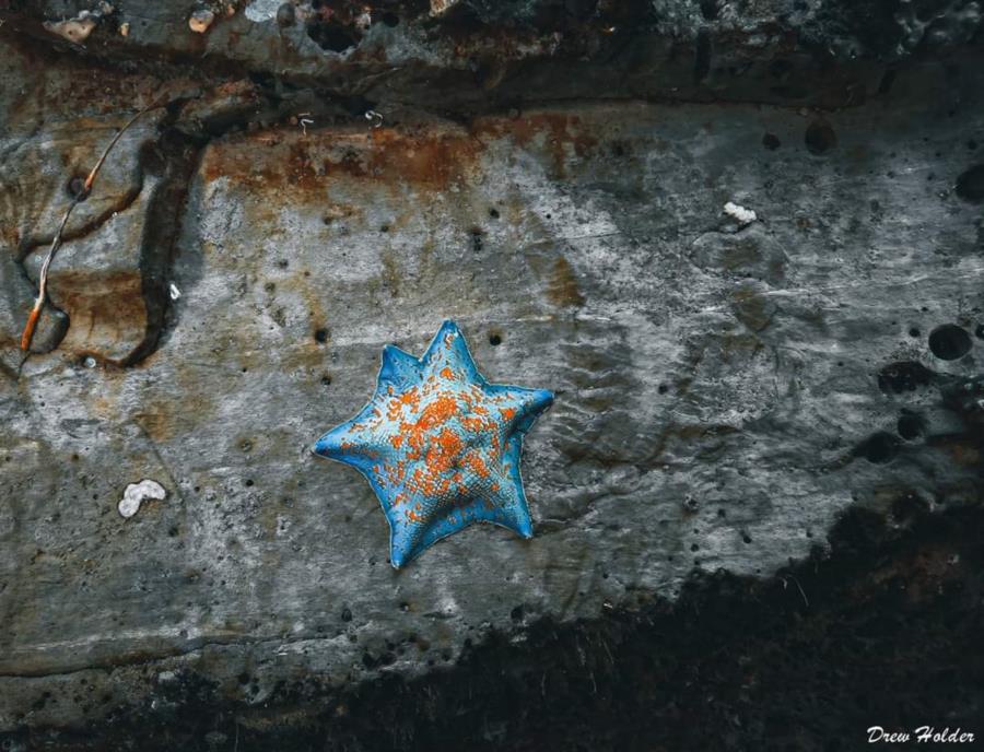 Starfish