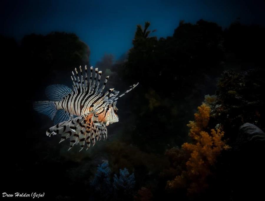 Lionfish in Jeju