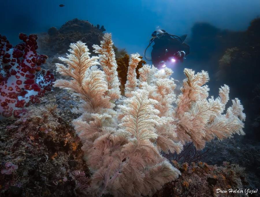 Jeju Korea Diving