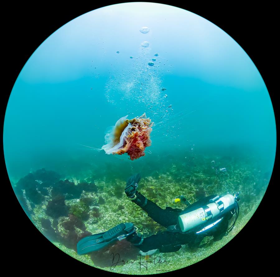 Jellyfish in South Korea