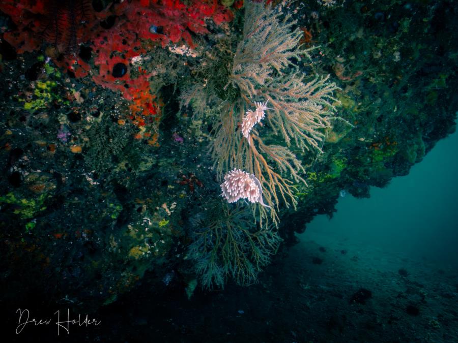 Coral and Nudis