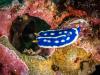 Blue Nudi