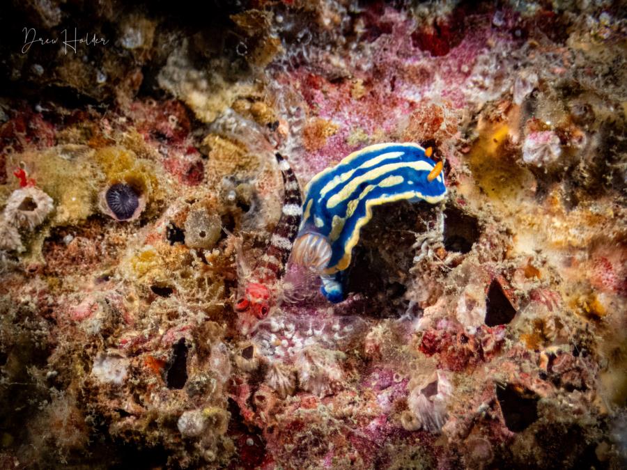 Nudibranch