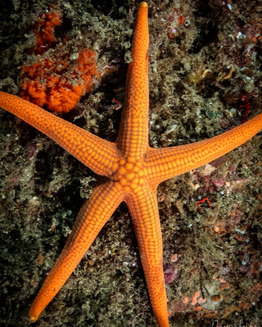 Starfish