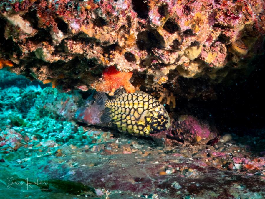 Japanese Pinecone Fish