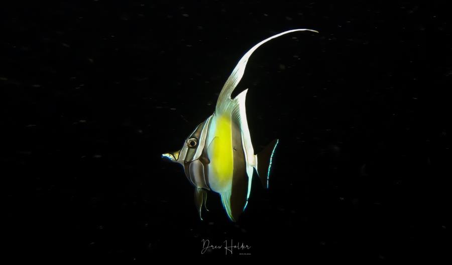 Moorish Idol