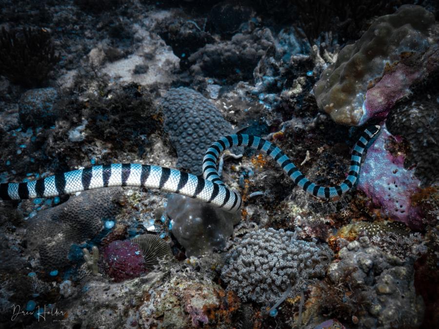 Sea Krait