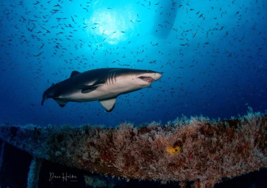 Sand Tiger Shark Aeolus Wreck