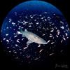 Sand Tiger Shark
