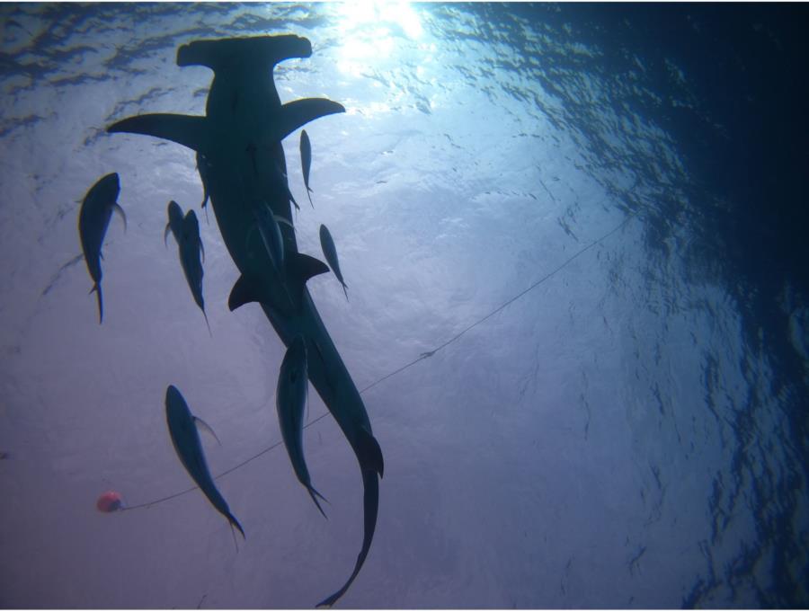 Bimini Hammerhead