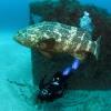 Goliath Grouper Palm Beach
