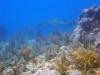 Nurse Shark