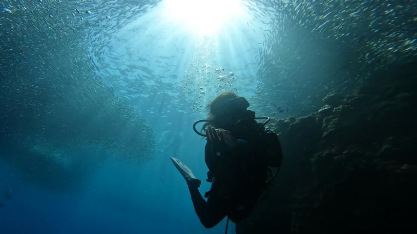 Diving with sardines