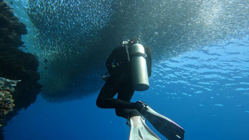 Diving with sardines