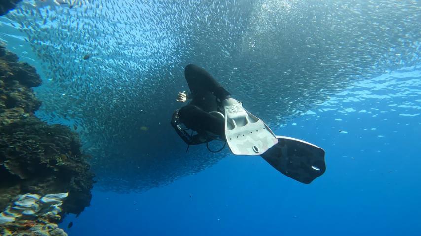 Diving with sardines