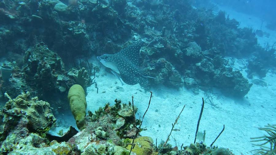 The Cosmos-Negril, Jamaica-Eagle Ray