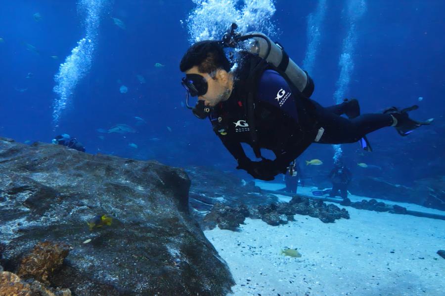 Me diving at the Georgia Aquarium