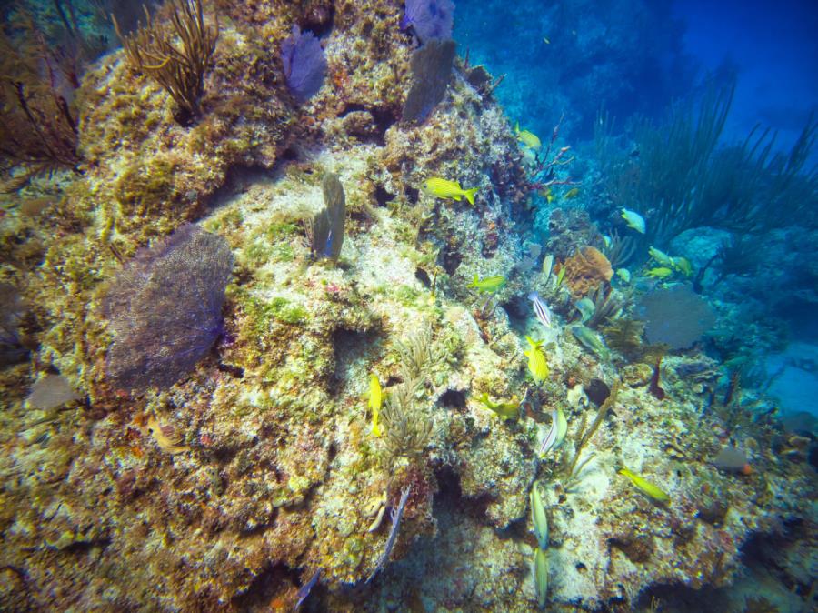 Coco Cay Reef