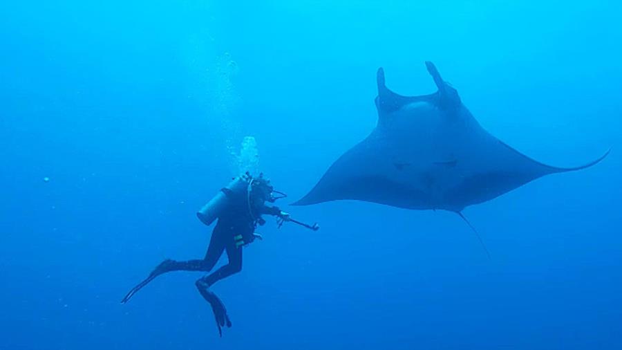 Giant Manta Ray