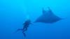 Giant Manta Ray