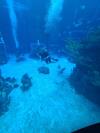 DiveQuest