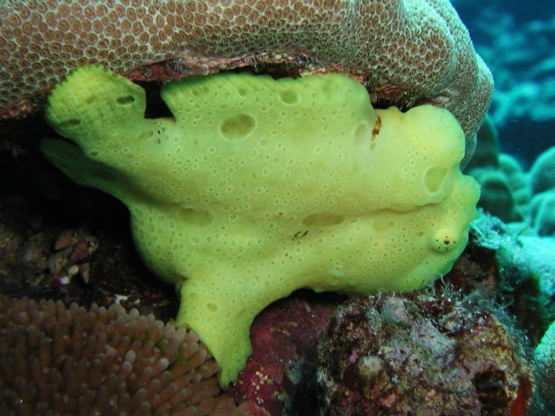 frogfish