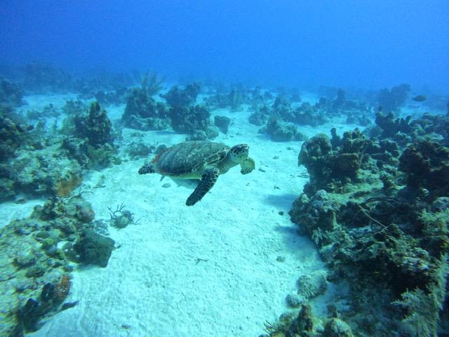 Sea turtle