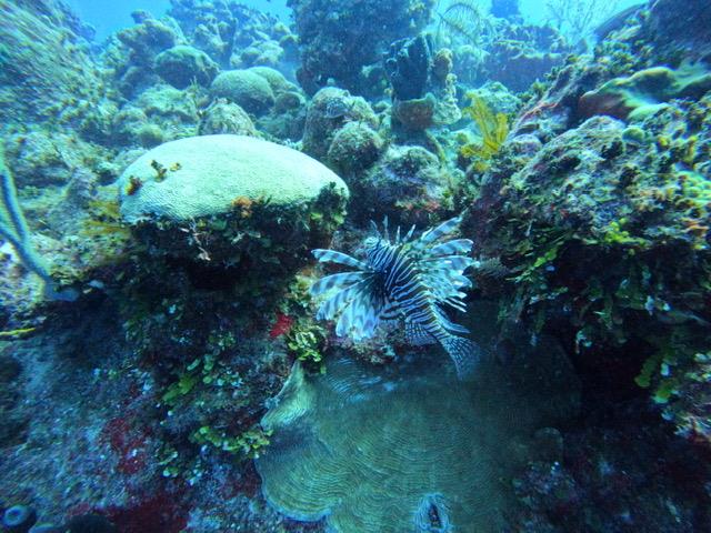 Lion fish