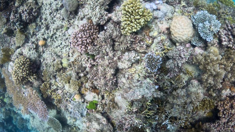 Great Barrier Reef 1