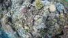 Great Barrier Reef 1