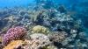 Great Barrier Reef 2