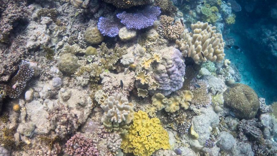 Great Barrier Reef 3