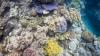 Great Barrier Reef 3