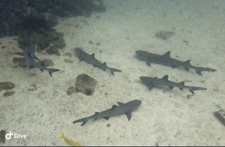 SHARKS