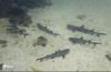 SHARKS