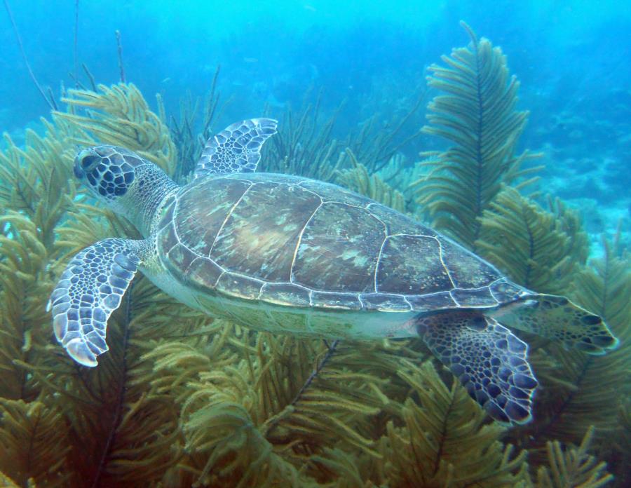 Total Turtle satisfaction