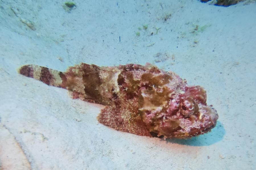 Scorpionfish at Rock Pile