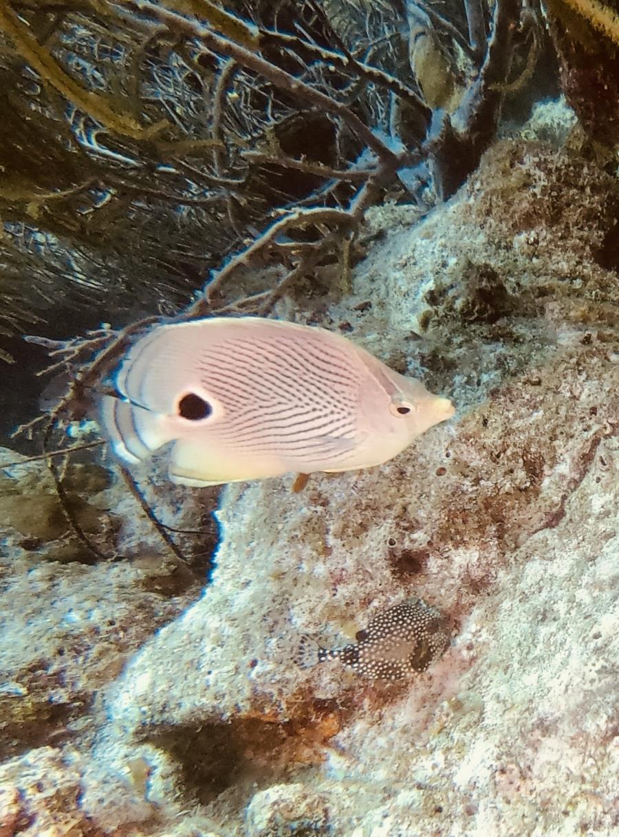 Foureye Butterfly Rock Pile