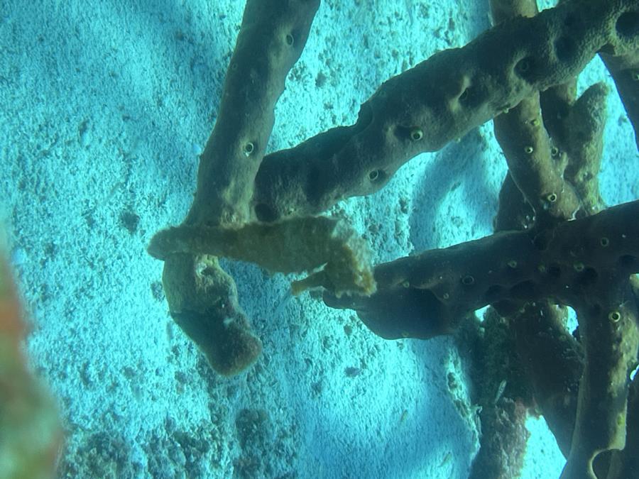Sea Horse