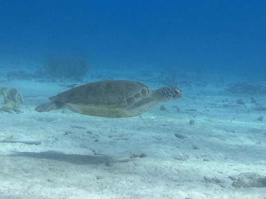 Turtle
