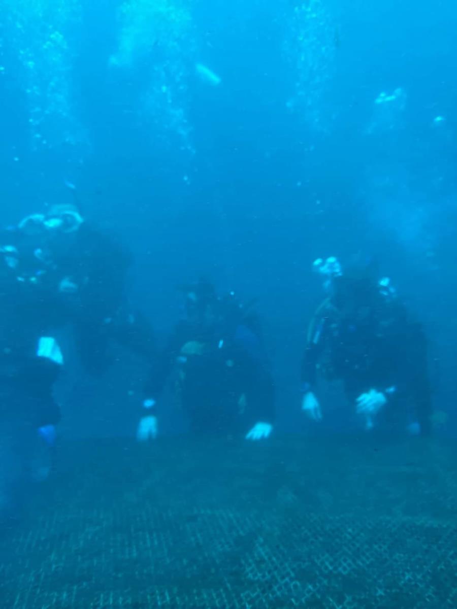 Checkout Dive
